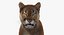 Cougar Animated Fur