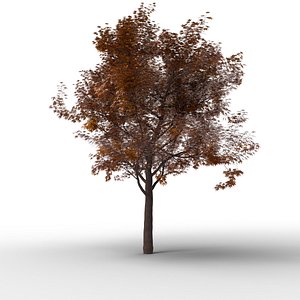 Large Autumn Tree Collection 3D model