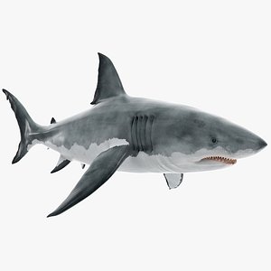 3D Great White Shark Fish Rigged for Maya