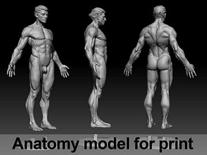 Anatomy model