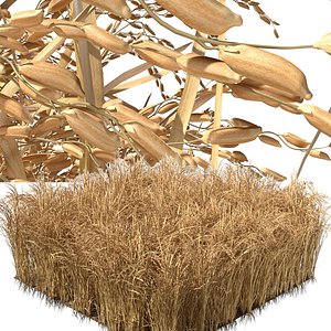 Dried rice field section 3D