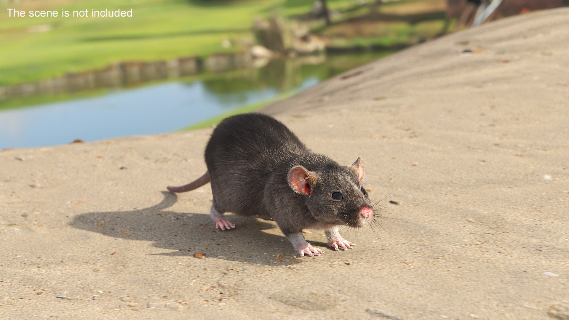 3D Realistic Rat With Fur For Maya - TurboSquid 2352559