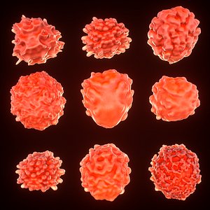 3D model t lymphocytes
