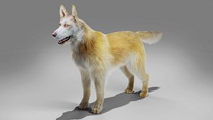 Fur Big Dog Yellow No Rigged 3D model