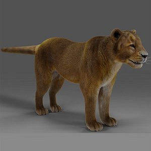 3D Fur Lioness V02 NO Rigged in Blender model