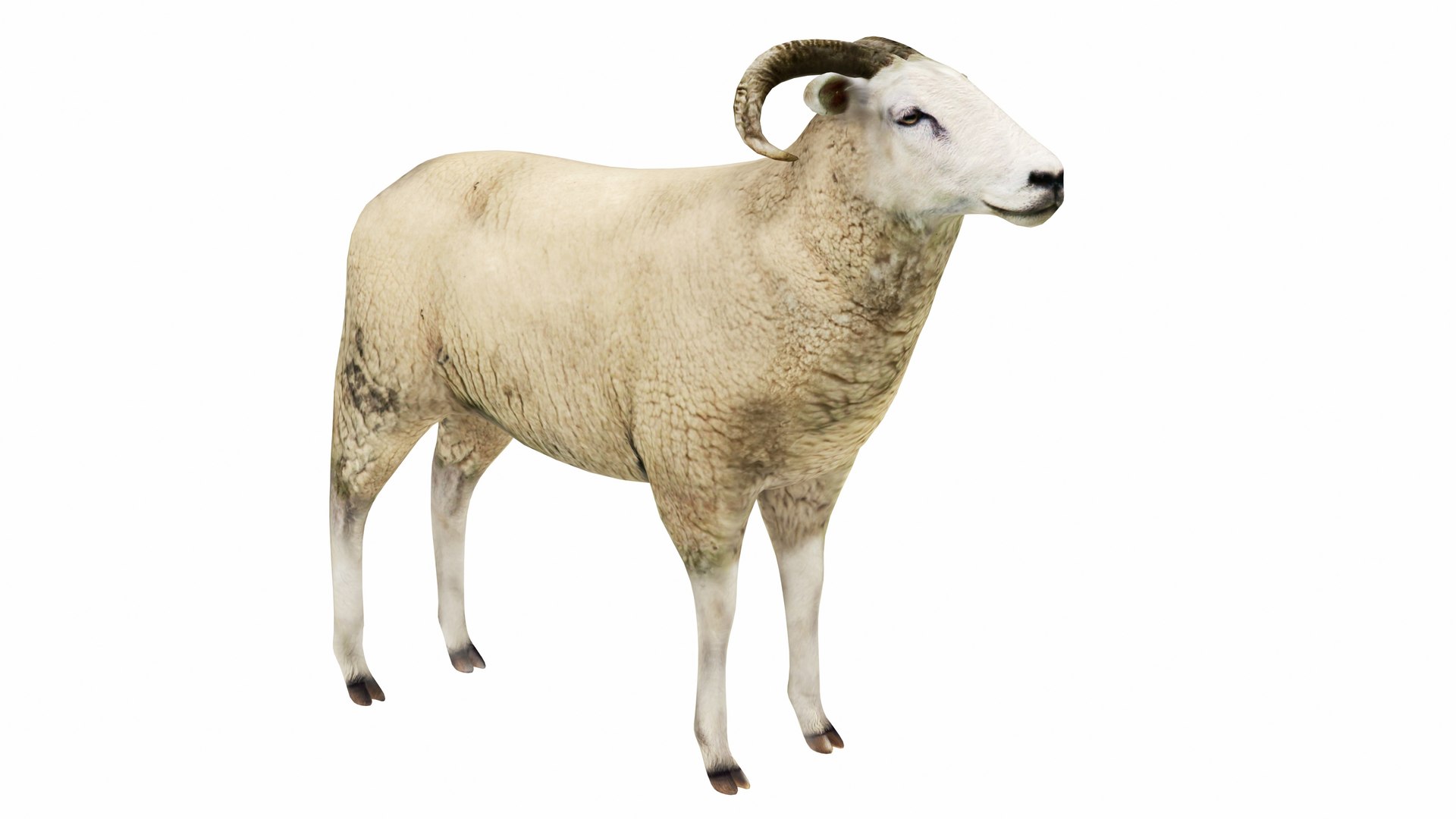 Ram 3D model https://p.turbosquid.com/ts-thumb/qt/aNbU0A/5w/ram3/jpg/1737471496/1920x1080/fit_q87/b35f736496465809b2db4ad8f09781ba6d8a8f27/ram3.jpg