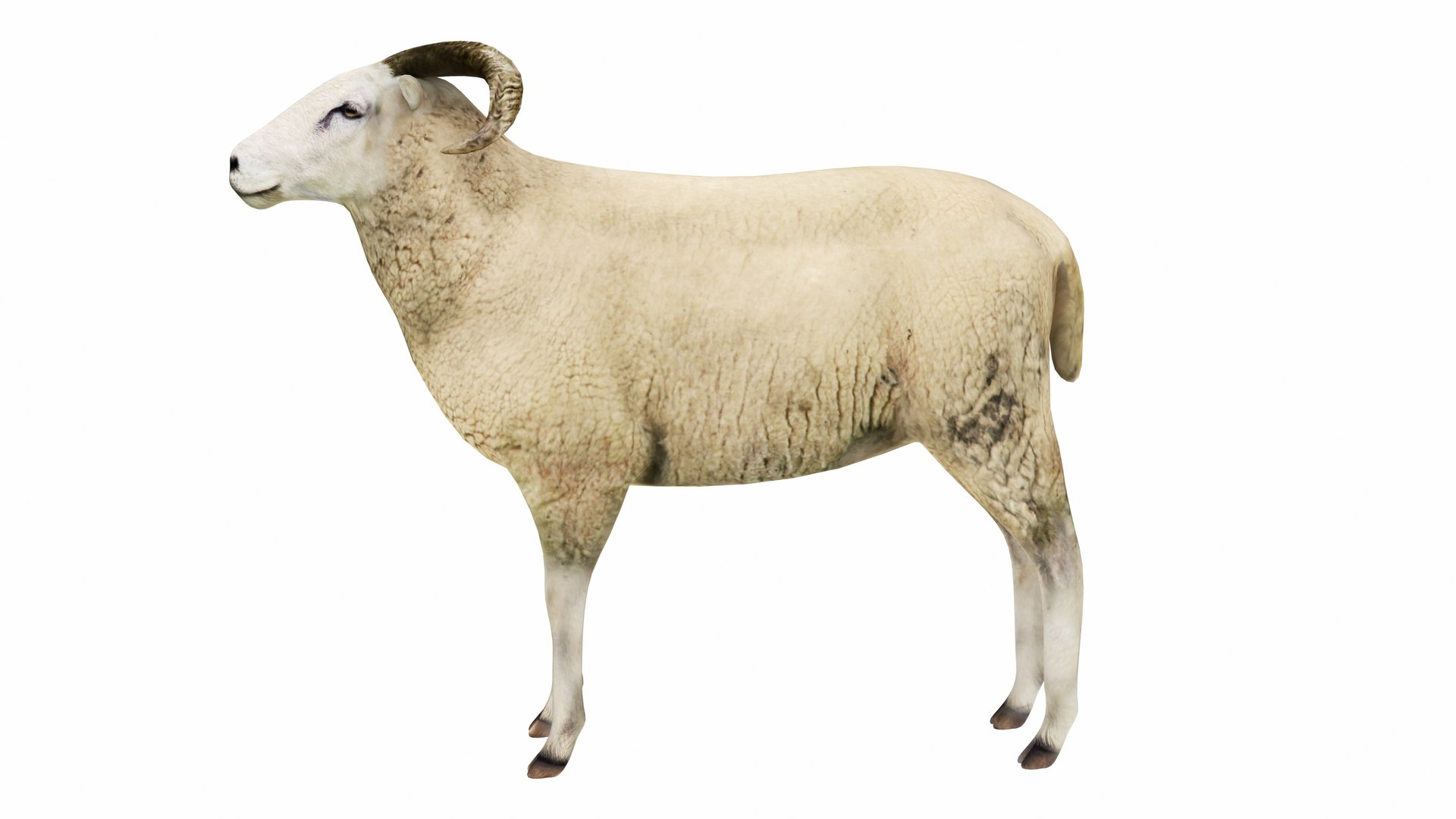 Ram 3D model https://p.turbosquid.com/ts-thumb/qt/aNbU0A/lG/ram5/jpg/1737471498/1920x1080/fit_q87/73c0ca05930e17273468636c34a1c2b12d99ded5/ram5.jpg