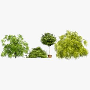 Acacia Cognata 3D Model 3D model