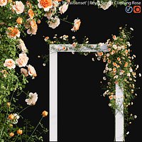 Rosa Royal Sunset - rose 01