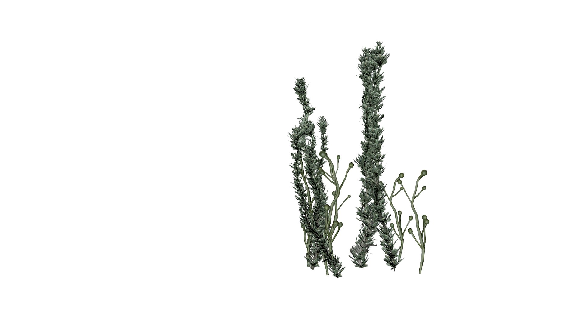 3D model Pond Weed - 02 - https://p.turbosquid.com/ts-thumb/qu/9tPY5x/35/pw_22/png/1741612125/1920x1080/fit_q87/e8c49a1984f8799c5d07bb3094865928605048af/pw_22.jpg