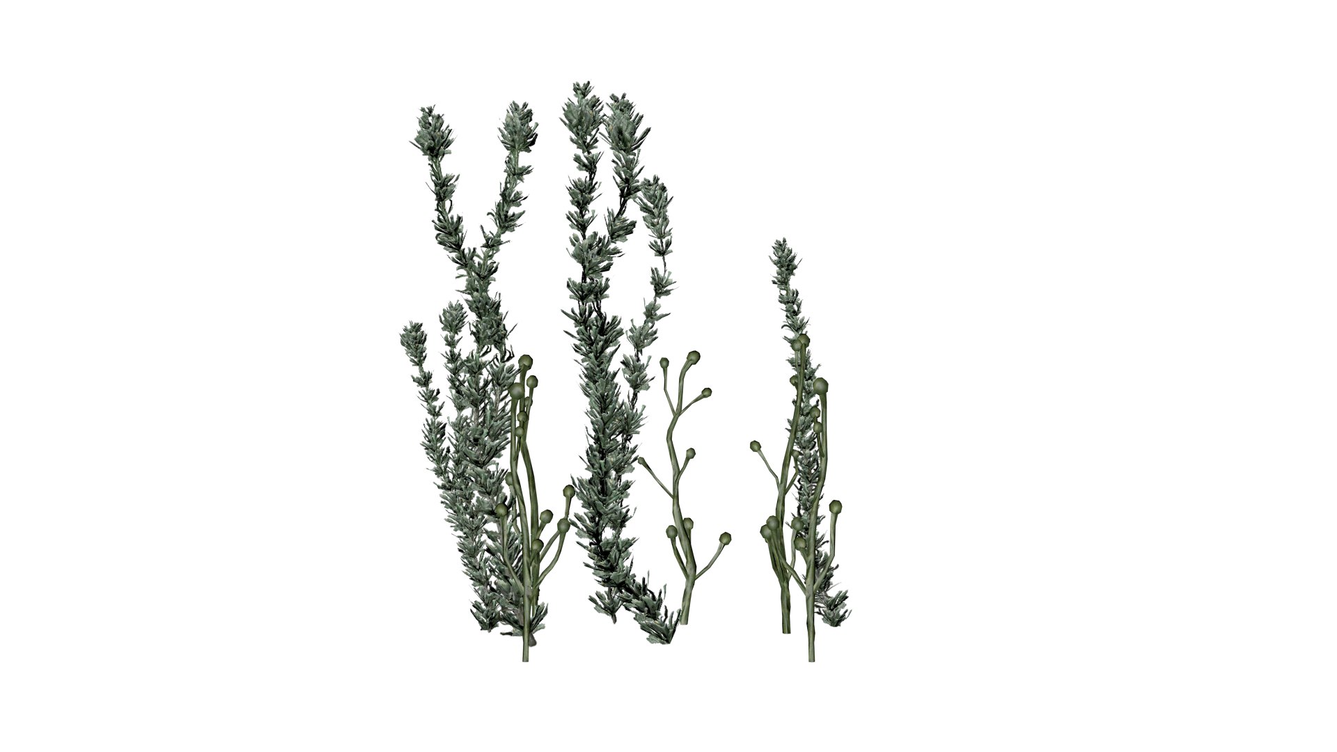 3D model Pond Weed - 02 - https://p.turbosquid.com/ts-thumb/qu/9tPY5x/8u/pw_23/png/1741612125/1920x1080/fit_q87/1ee7d521873a84b3c690d64ea4ca2b8eba291a90/pw_23.jpg