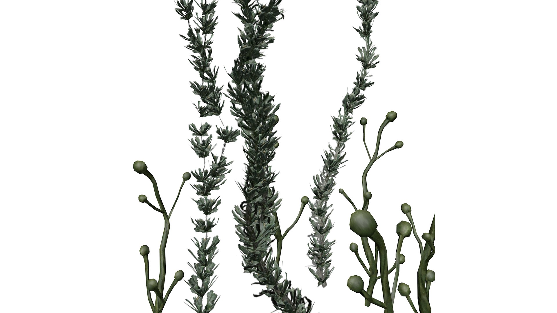 3D model Pond Weed - 02 - https://p.turbosquid.com/ts-thumb/qu/9tPY5x/Wf/pondweed_02_032/png/1741612123/1920x1080/fit_q87/500540c75d76c75cb238d5430769969a160902a1/pondweed_02_032.jpg