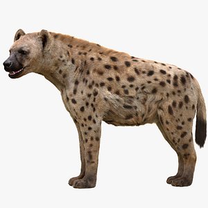 hyena rigged fur 3D model