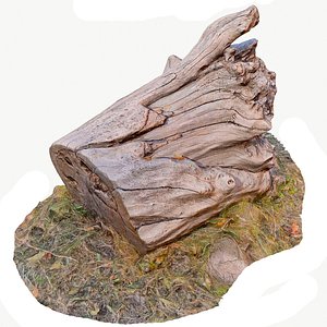 scan bpr tree stump 3D