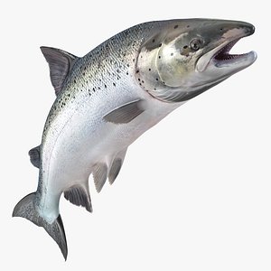 Atlantic Salmon Fish Attacks