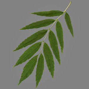 lwo elm leaf