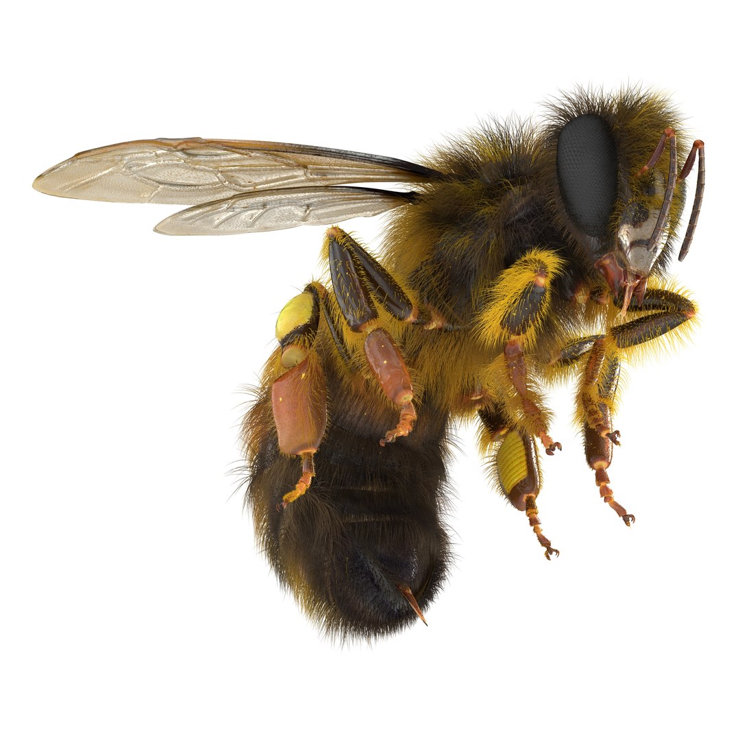 Bee Pose 3 3D model preview