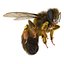 Bee Pose 3