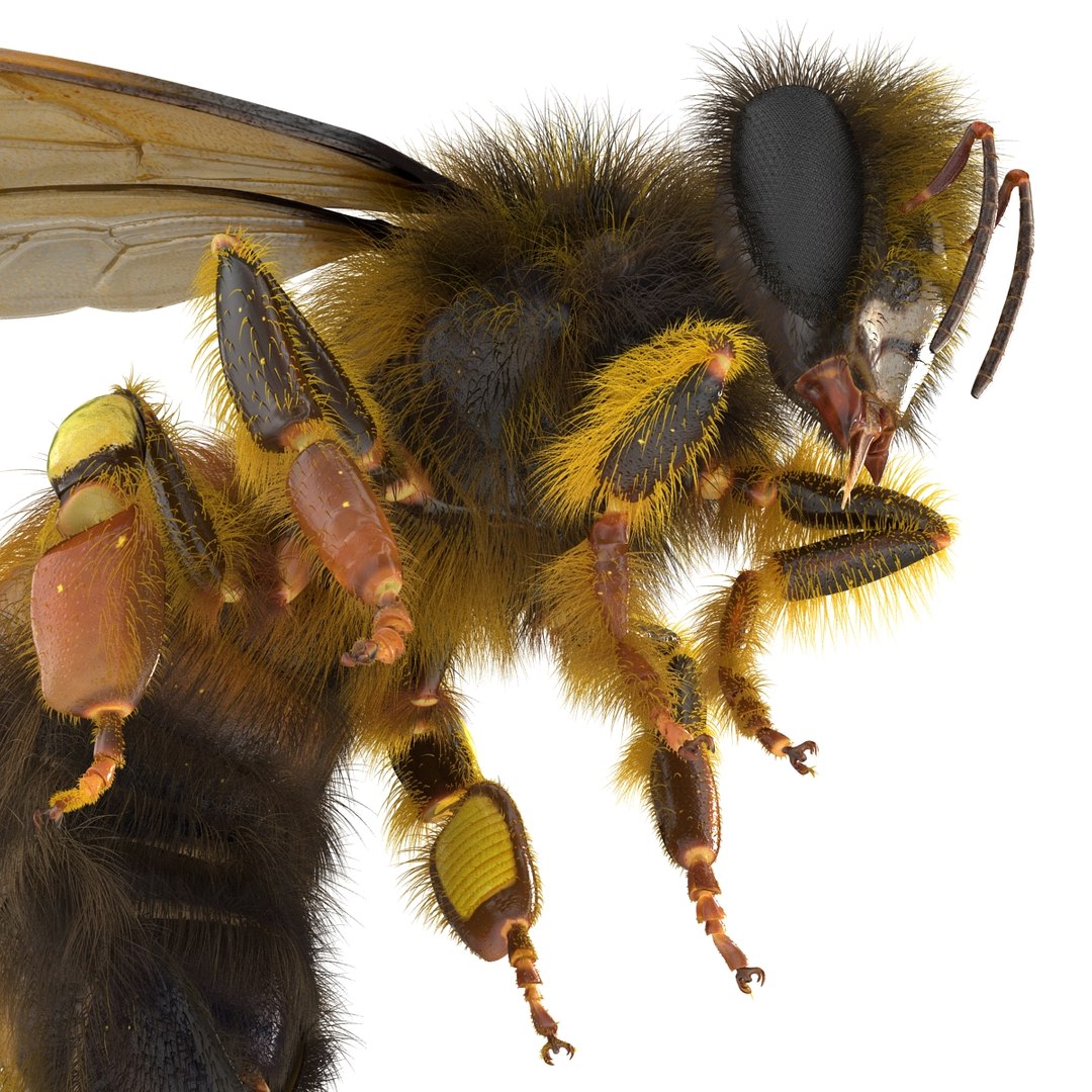 bee pose 3 3d max https://p.turbosquid.com/ts-thumb/qu/iDg9Sg/1eui1pk3/beevray3dmodel20/jpg/1455093569/1920x1080/fit_q87/1920cb4dae5f9f3de32e224a5db1f9594f19cfd7/beevray3dmodel20.jpg