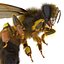 Bee Pose 3