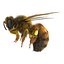 Bee Pose 3