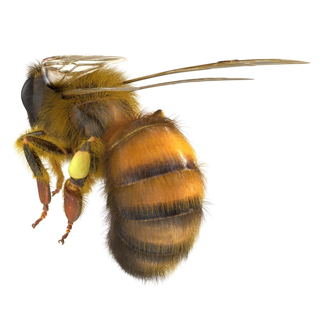 bee pose 3 3d max https://p.turbosquid.com/ts-thumb/qu/iDg9Sg/94MEDziY/beevray3dmodel07/jpg/1455093568/1920x1080/fit_q87/ed55de21eb0e3d521535c239ebb4c929d19285d4/beevray3dmodel07.jpg