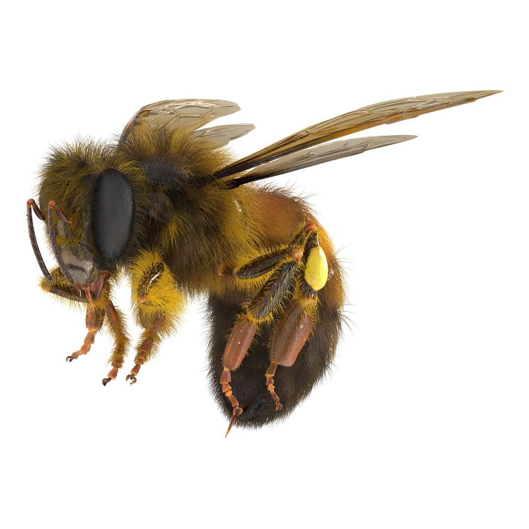bee pose 3 3d max https://p.turbosquid.com/ts-thumb/qu/iDg9Sg/BpoSJUJ3/beevray3dmodel06/jpg/1455093568/1920x1080/fit_q87/2ed3dcc48ba46066880104ed19f2452e790c4414/beevray3dmodel06.jpg