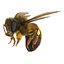 Bee Pose 3