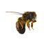Bee Pose 3