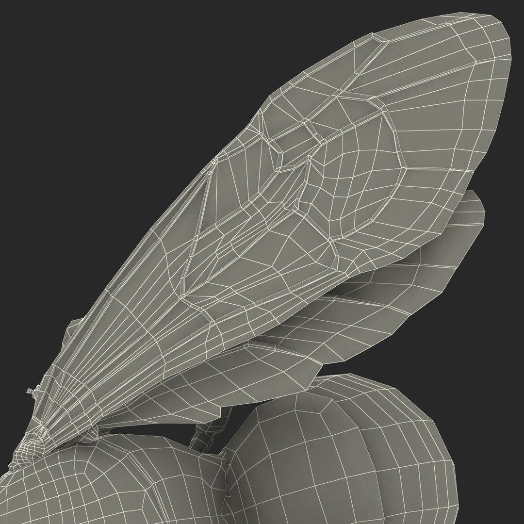 bee pose 3 3d max https://p.turbosquid.com/ts-thumb/qu/iDg9Sg/Dtiyw2zd/beevray3dmodel41/jpg/1455093571/1920x1080/fit_q87/f4d58785788db9ce67431de37bc0bee23d442803/beevray3dmodel41.jpg