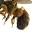 Bee Pose 3