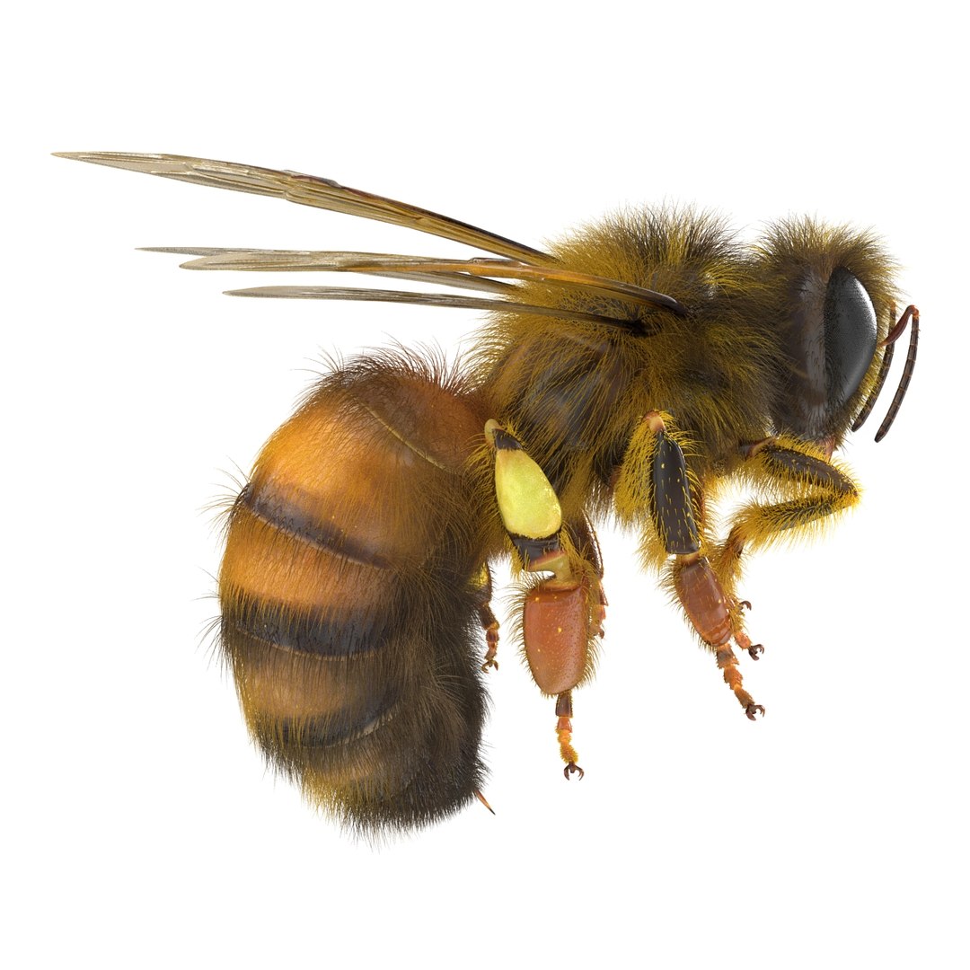 bee pose 3 3d max https://p.turbosquid.com/ts-thumb/qu/iDg9Sg/ImhzHocY/beevray3dmodel02/jpg/1455093568/1920x1080/fit_q87/3867792c881147385baf27e790c67b9ecb15903e/beevray3dmodel02.jpg