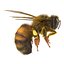 Bee Pose 3