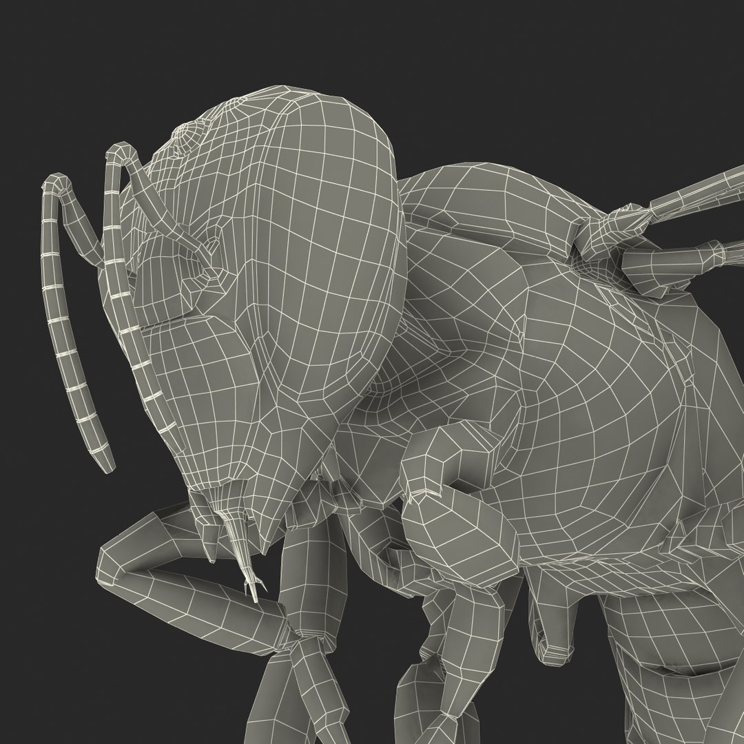 bee pose 3 3d max https://p.turbosquid.com/ts-thumb/qu/iDg9Sg/NWJEAPDG/beevray3dmodel43/jpg/1455093571/1920x1080/fit_q87/5de78fea27cca6b15e5d45c61277861555d4aeaa/beevray3dmodel43.jpg