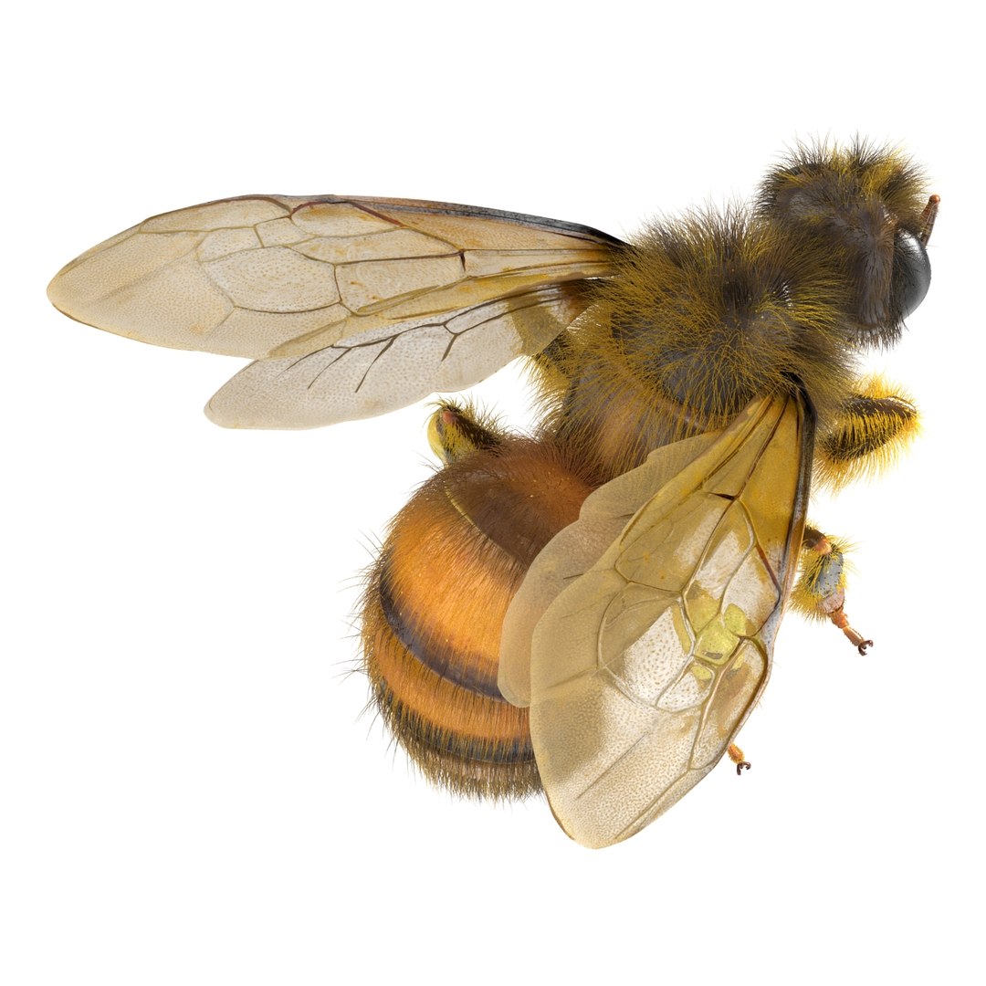 bee pose 3 3d max https://p.turbosquid.com/ts-thumb/qu/iDg9Sg/NzUif9Tl/beevray3dmodel12/jpg/1455093569/1920x1080/fit_q87/29dd6f7f3af6f533221c5af90554f5eca0da9491/beevray3dmodel12.jpg