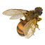 Bee Pose 3