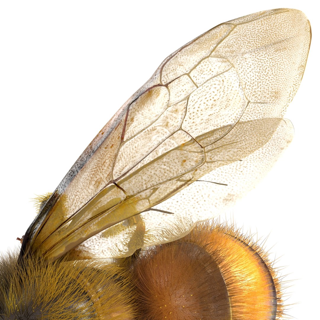bee pose 3 3d max https://p.turbosquid.com/ts-thumb/qu/iDg9Sg/Or0MQY9D/beevray3dmodel24/jpg/1455093570/1920x1080/fit_q87/1f35a6c2870435ecd450f3d1739974bb3b916c4d/beevray3dmodel24.jpg