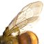 Bee Pose 3