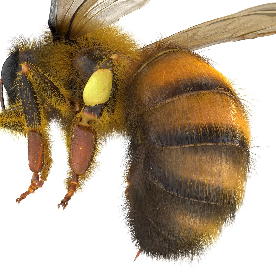 bee pose 3 3d max https://p.turbosquid.com/ts-thumb/qu/iDg9Sg/Ul3tHMkb/beevray3dmodel22/jpg/1455093570/1920x1080/fit_q87/610d631274f227c719398f2f9d2359be51e28525/beevray3dmodel22.jpg