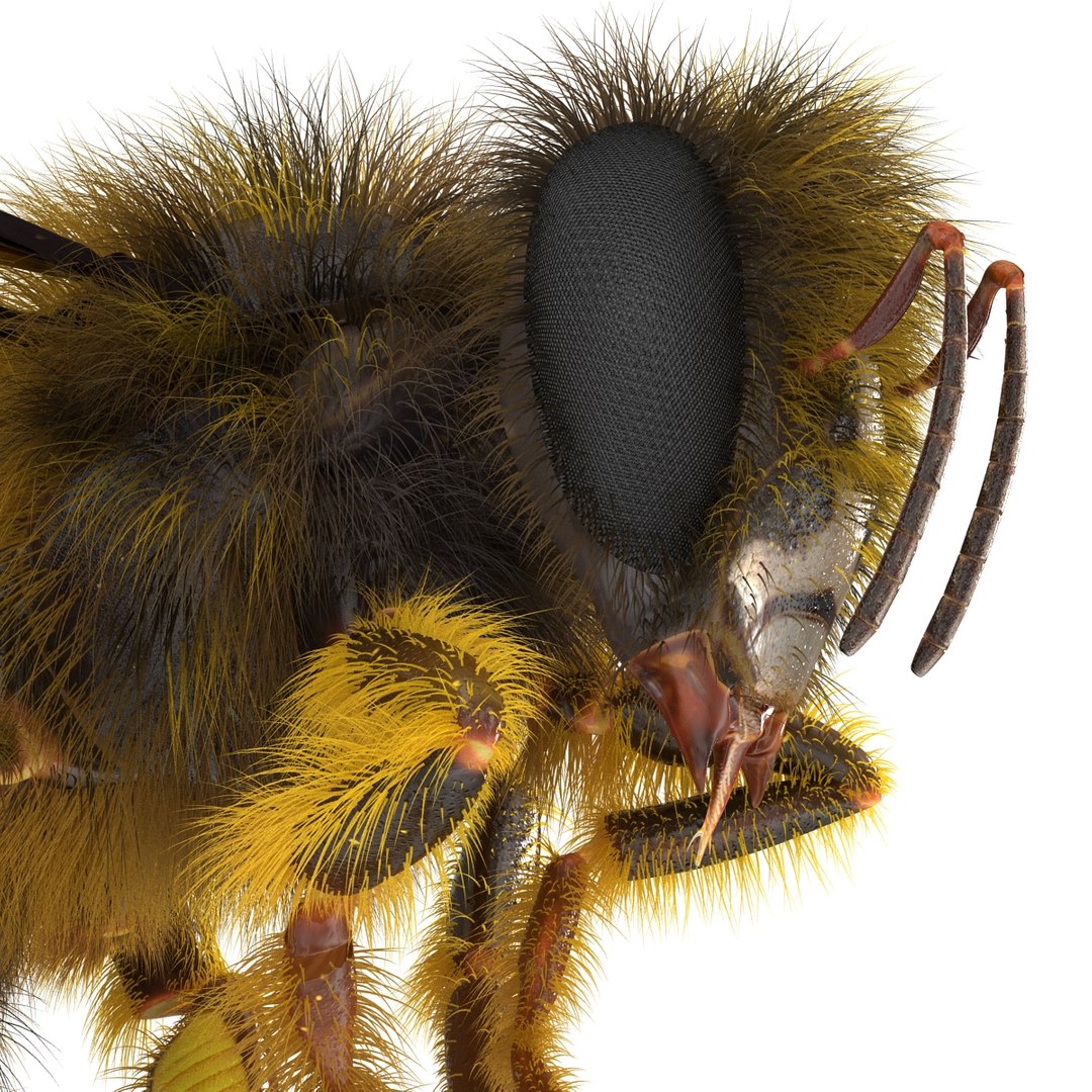 bee pose 3 3d max https://p.turbosquid.com/ts-thumb/qu/iDg9Sg/VoQAfnXa/beevray3dmodel25/jpg/1455093570/1920x1080/fit_q87/2c97d17d826ae507b736ab5d78c7be56f5c56f0f/beevray3dmodel25.jpg