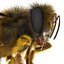 Bee Pose 3