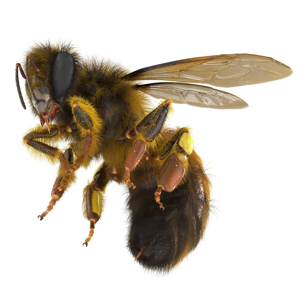 bee pose 3 3d max https://p.turbosquid.com/ts-thumb/qu/iDg9Sg/YQjUlR8i/beevray3dmodel14/jpg/1455093569/1920x1080/fit_q87/807e2875940f1eff824fcc06daa007a78e246094/beevray3dmodel14.jpg