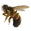 Bee Pose 3