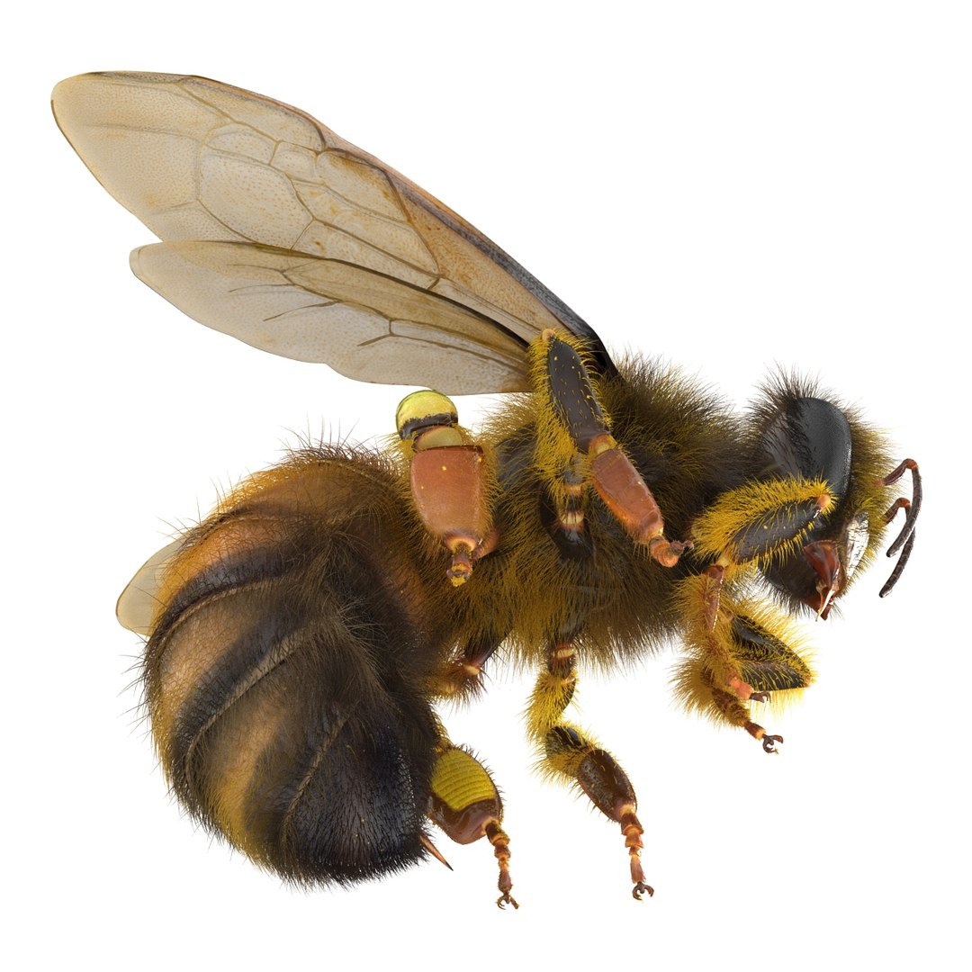 bee pose 3 3d max https://p.turbosquid.com/ts-thumb/qu/iDg9Sg/bUrSBjja/beevray3dmodel17/jpg/1455093569/1920x1080/fit_q87/7c0dba35de362bb202e26211986654324b6c4b2b/beevray3dmodel17.jpg