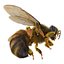 Bee Pose 3