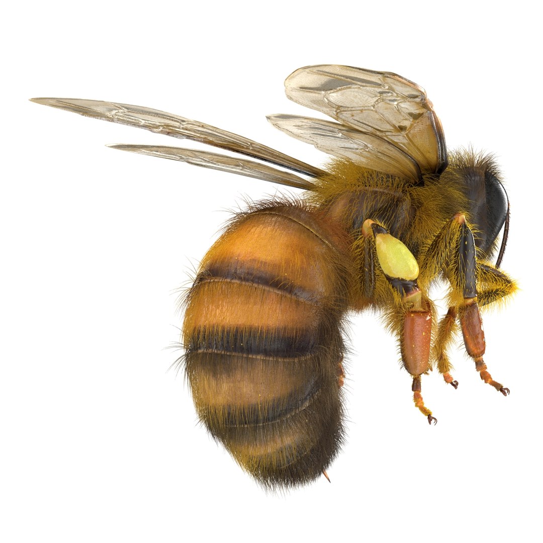 bee pose 3 3d max https://p.turbosquid.com/ts-thumb/qu/iDg9Sg/dOvmY6g5/beevray3dmodel13/jpg/1455093569/1920x1080/fit_q87/79146edc010197fd65e74eab73b0494851245df0/beevray3dmodel13.jpg
