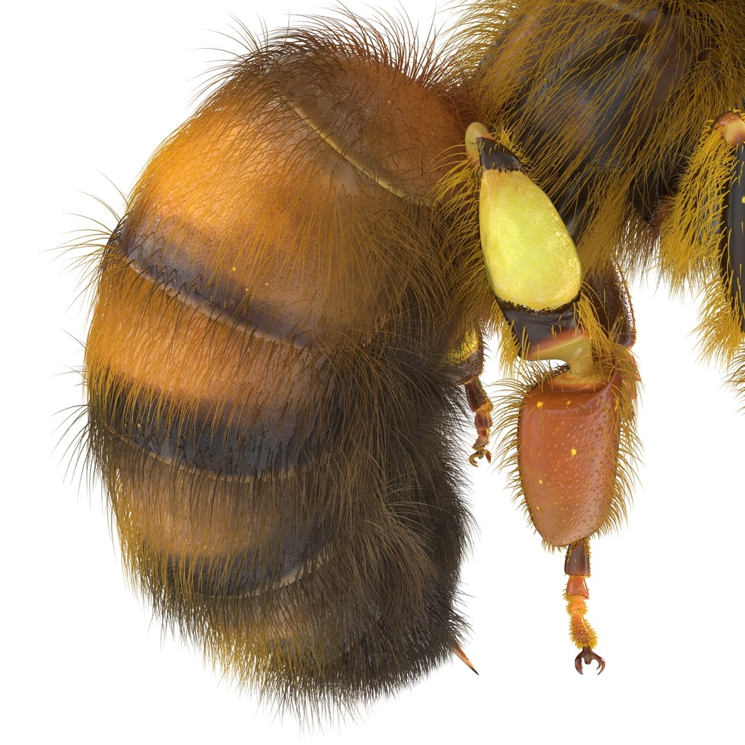 bee pose 3 3d max https://p.turbosquid.com/ts-thumb/qu/iDg9Sg/esDPMotM/beevray3dmodel23/jpg/1455093570/1920x1080/fit_q87/082c00a5aeb277b0c09426b9fda7642af2aa4f50/beevray3dmodel23.jpg