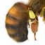 Bee Pose 3