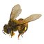 Bee Pose 3