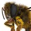 Bee Pose 3